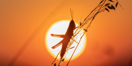 Silhouette of Grasshopper against an orange sunset disk background, with Eclipse Soundscapes logo.