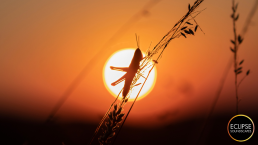 Silhouette of Grasshopper against an orange sunset disk background, with Eclipse Soundscapes logo.